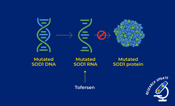 Graphic on a navy blue background showing mutated SOD1 DNA, mutated SOD1 RNA and a mutated SOD1 protein. Underneath the mutated SOD1 RNA diagram, there is an arrow showing where tofersen would play a role, as tofersen works by reducing the production of a toxic protein that drives disease progression in SOD1-MND